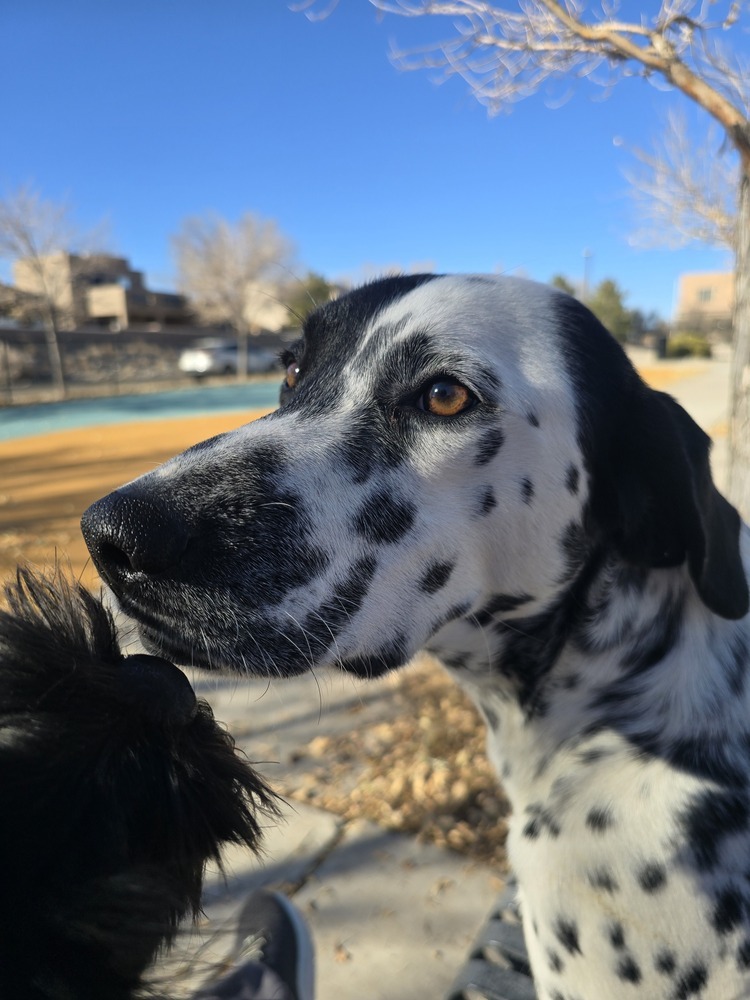 Christine, an adoptable Dalmatian in Albuquerque, NM, 87120 | Photo Image 3