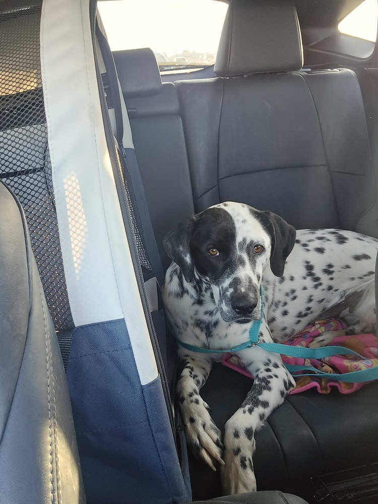 Christine, an adoptable Dalmatian in Albuquerque, NM, 87120 | Photo Image 4
