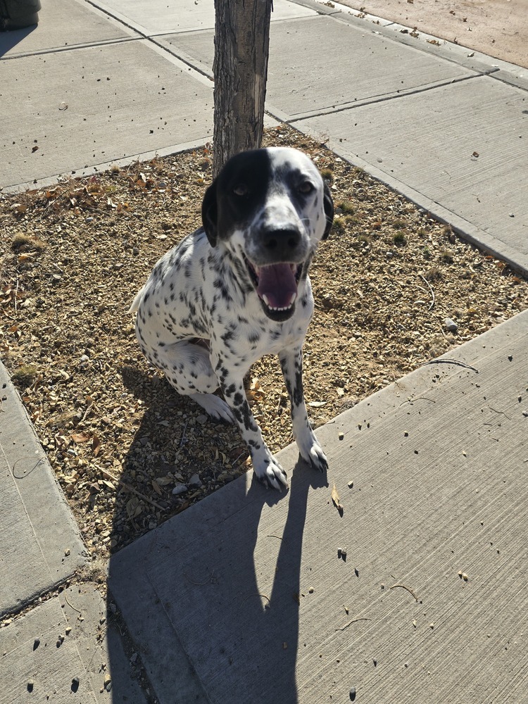 Christine, an adoptable Dalmatian in Albuquerque, NM, 87120 | Photo Image 5