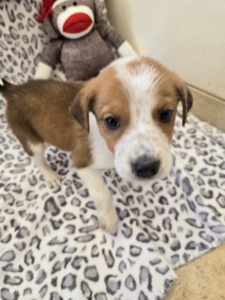 Garnett, an adoptable Australian Cattle Dog / Blue Heeler in Albuquerque, NM, 87120 | Photo Image 1