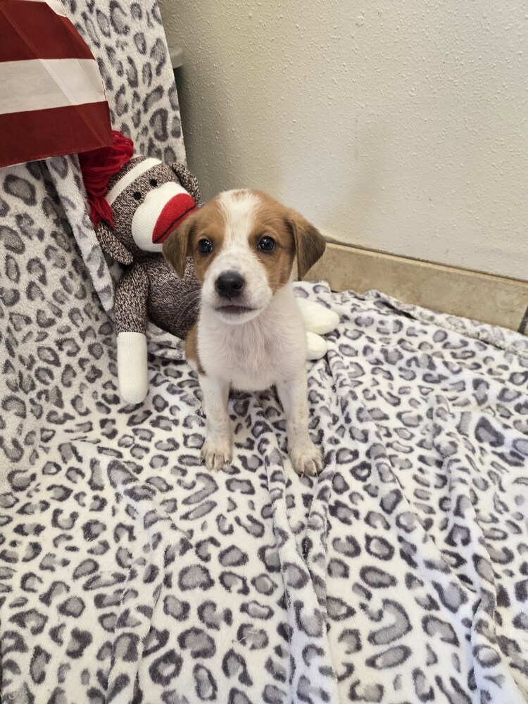 Garnett, an adoptable Australian Cattle Dog / Blue Heeler in Albuquerque, NM, 87120 | Photo Image 2