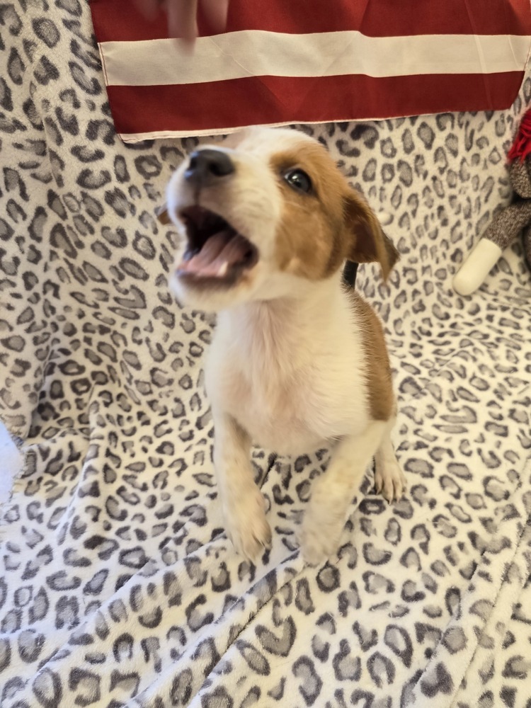 Garnett, an adoptable Australian Cattle Dog / Blue Heeler in Albuquerque, NM, 87120 | Photo Image 3