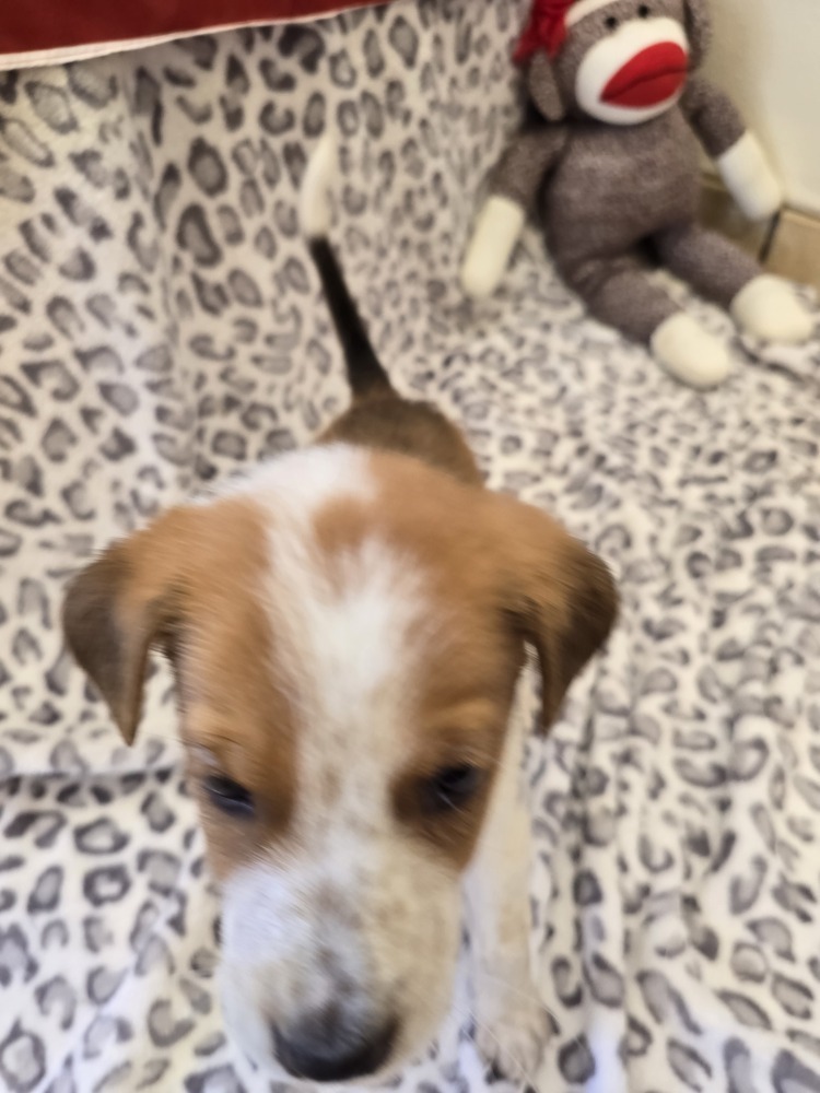 Garnett, an adoptable Australian Cattle Dog / Blue Heeler in Albuquerque, NM, 87120 | Photo Image 4