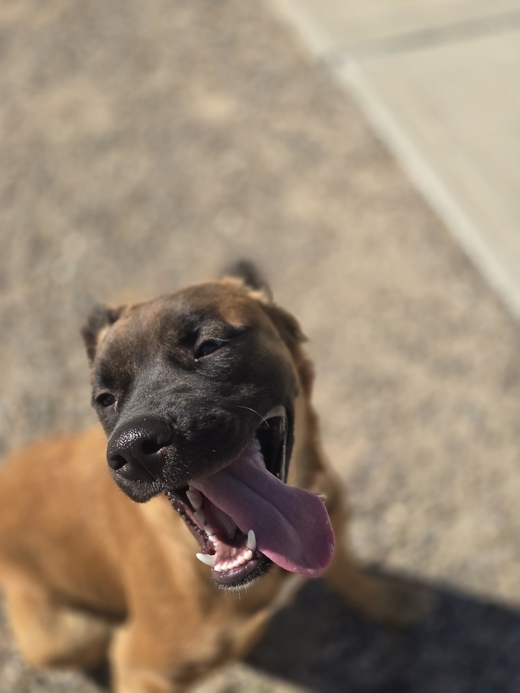 Harriet, an adoptable Shepherd, Spaniel in Albuquerque, NM, 87120 | Photo Image 3
