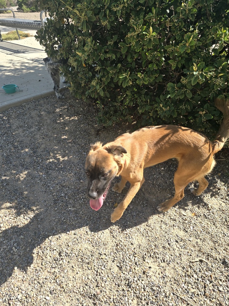 Harriet, an adoptable Shepherd, Spaniel in Albuquerque, NM, 87120 | Photo Image 4