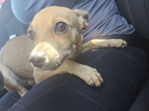 Robin, Baby Male Chihuahua
