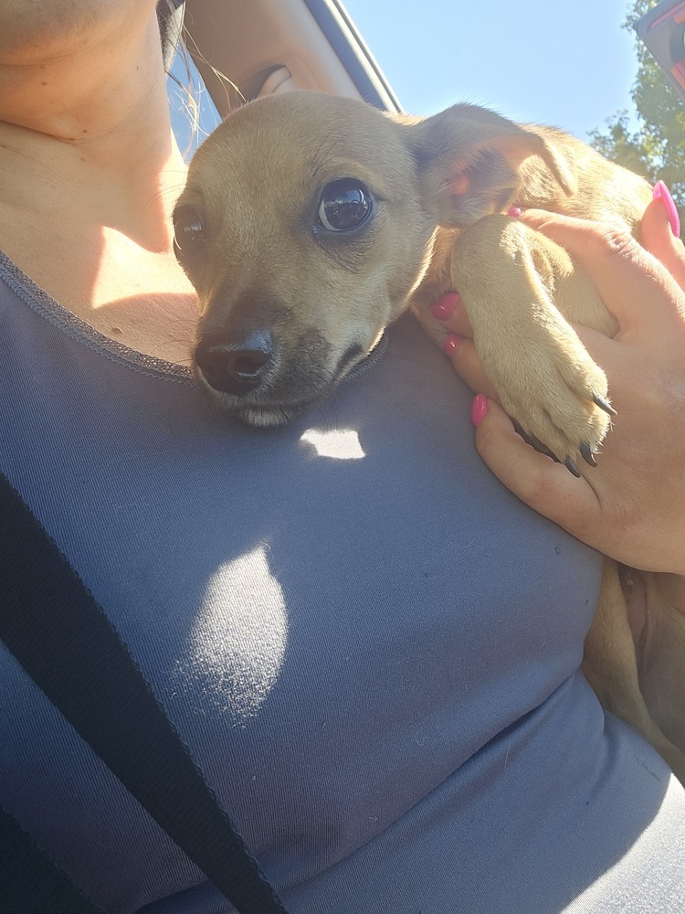 Robin, an adoptable Chihuahua in Albuquerque, NM, 87120 | Photo Image 2