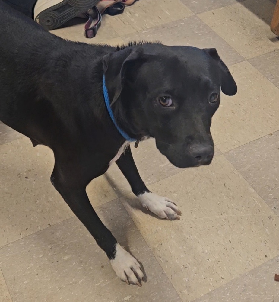 Honey Bear, an adoptable Labrador Retriever, Staffordshire Bull Terrier in Albuquerque, NM, 87120 | Photo Image 1