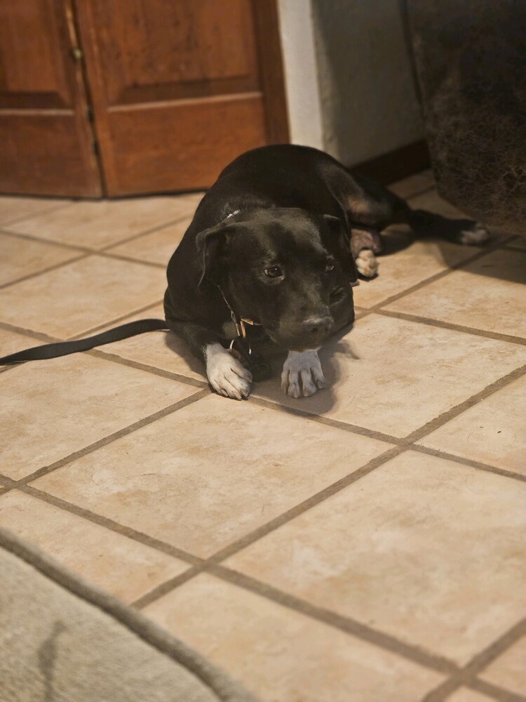 Honey Bear, an adoptable Labrador Retriever, Staffordshire Bull Terrier in Albuquerque, NM, 87120 | Photo Image 2