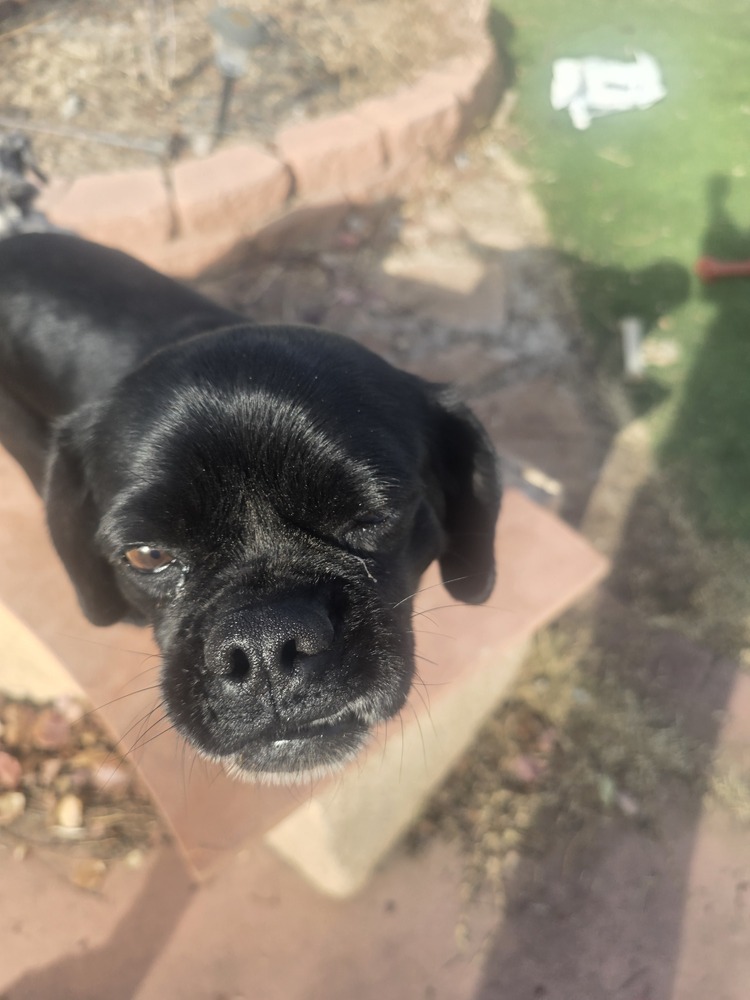 Nutmeg, an adoptable Pug in Albuquerque, NM, 87120 | Photo Image 1