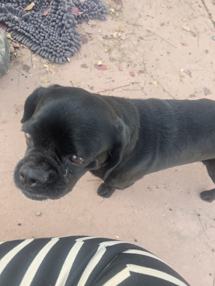 Nutmeg, an adoptable Pug in Albuquerque, NM, 87120 | Photo Image 2