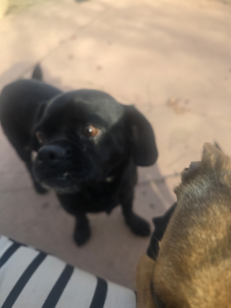 Nutmeg, an adoptable Pug in Albuquerque, NM, 87120 | Photo Image 3