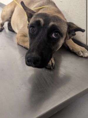 Paris, Baby Female Belgian Shepherd / Malinois