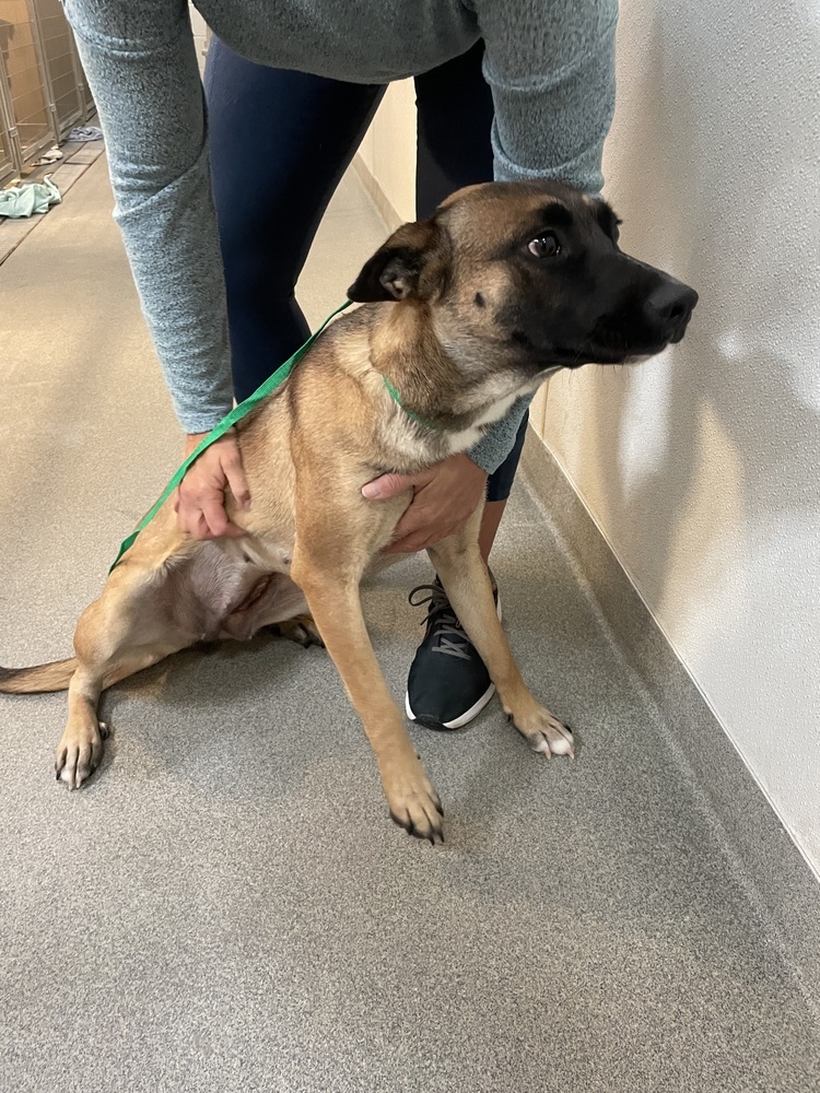 Paris, an adoptable Belgian Shepherd / Malinois in Albuquerque, NM, 87120 | Photo Image 2