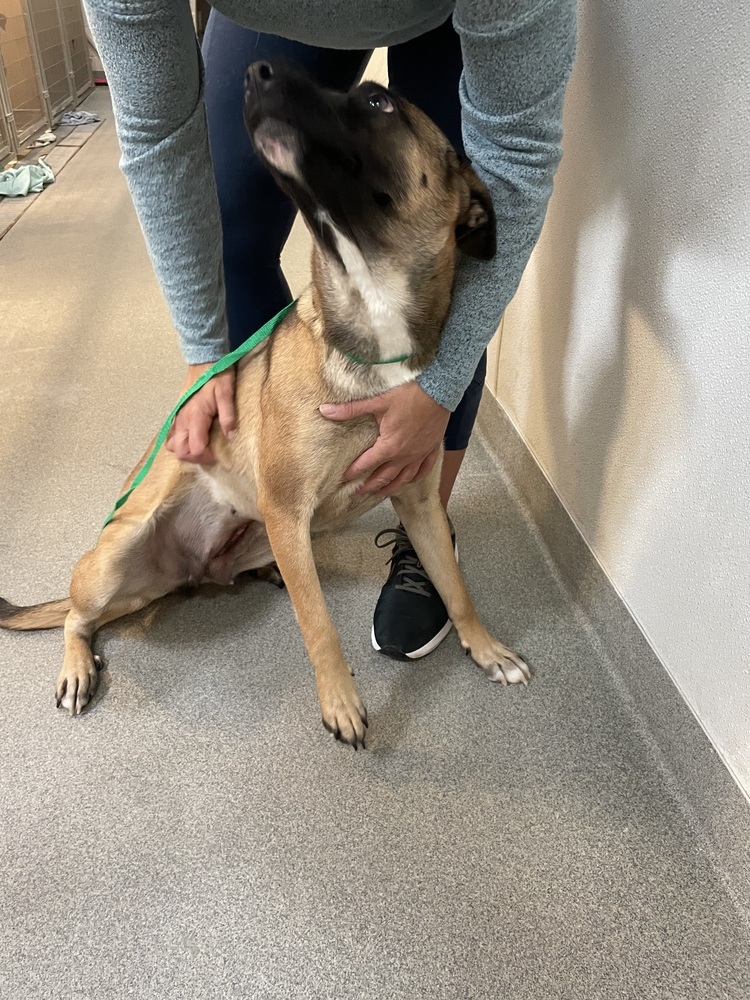 Paris, an adoptable Belgian Shepherd / Malinois in Albuquerque, NM, 87120 | Photo Image 3