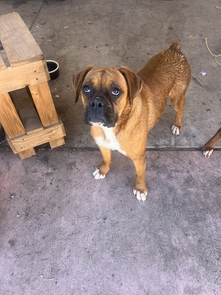 Petunia, an adoptable Boxer in Albuquerque, NM, 87120 | Photo Image 1