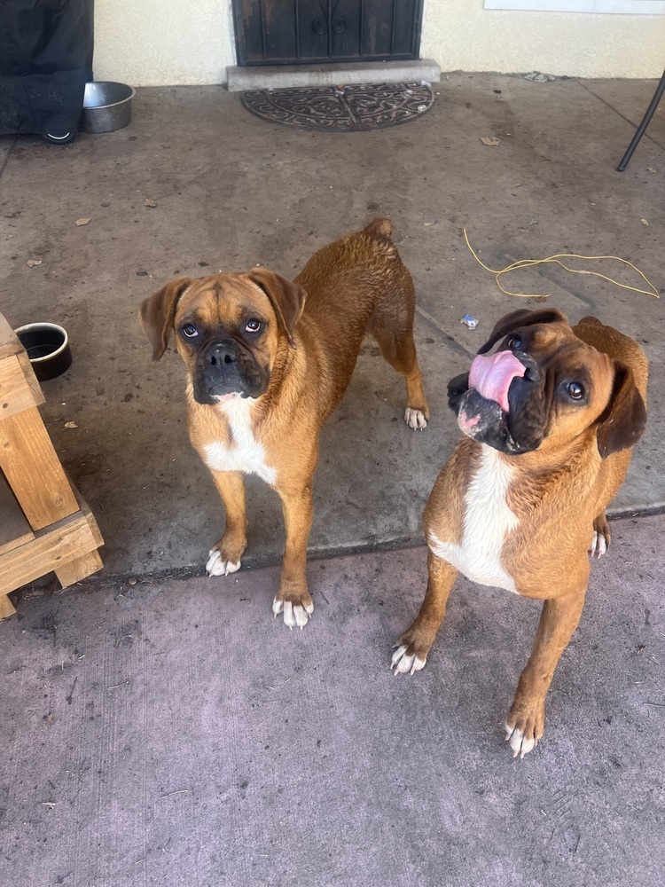 Petunia, an adoptable Boxer in Albuquerque, NM, 87120 | Photo Image 2