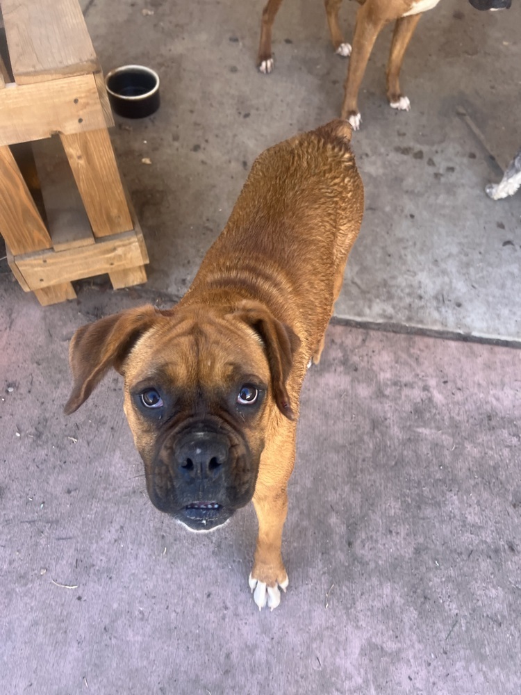 Petunia, an adoptable Boxer in Albuquerque, NM, 87120 | Photo Image 3