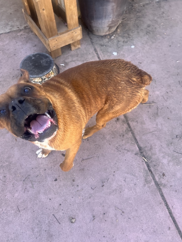 Petunia, an adoptable Boxer in Albuquerque, NM, 87120 | Photo Image 4