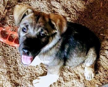 Shaq, an adoptable German Shepherd Dog in Albuquerque, NM, 87120 | Photo Image 1