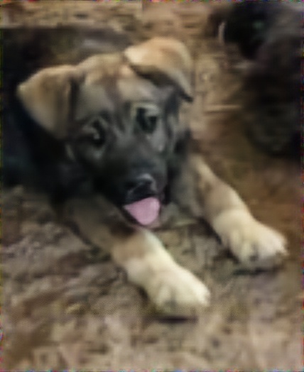 Shaq, an adoptable German Shepherd Dog in Albuquerque, NM, 87120 | Photo Image 2