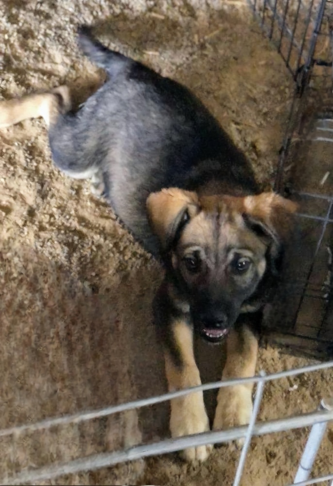 Shaq, an adoptable German Shepherd Dog in Albuquerque, NM, 87120 | Photo Image 3