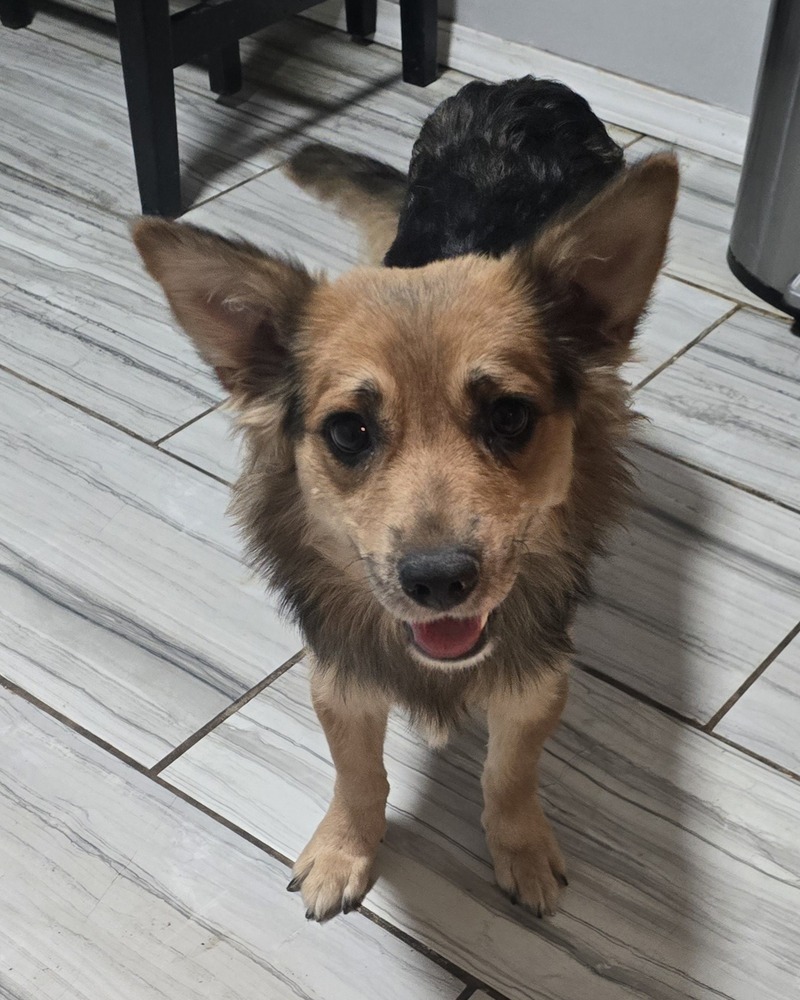 Brandi, an adoptable Shetland Sheepdog / Sheltie in Albuquerque, NM, 87120 | Photo Image 1