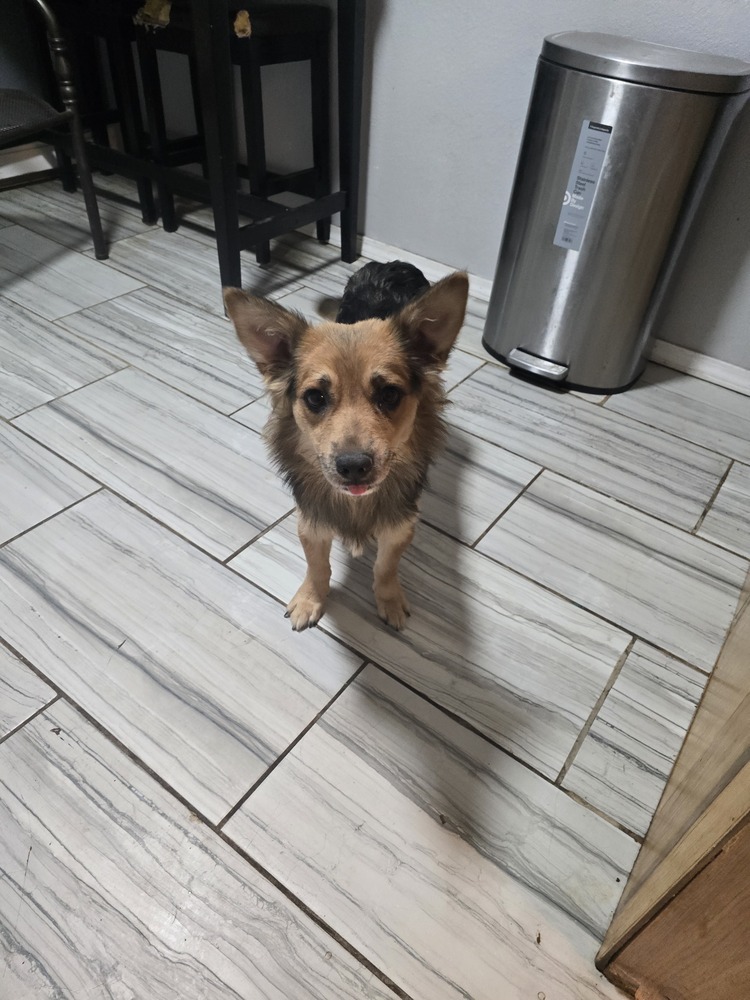 Brandi, an adoptable Shetland Sheepdog / Sheltie in Albuquerque, NM, 87120 | Photo Image 2
