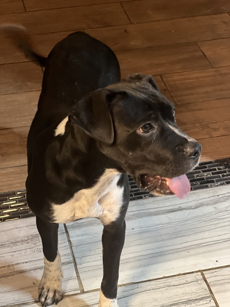 Dalta, an adoptable Boxer, Cattle Dog in Albuquerque, NM, 87120 | Photo Image 4