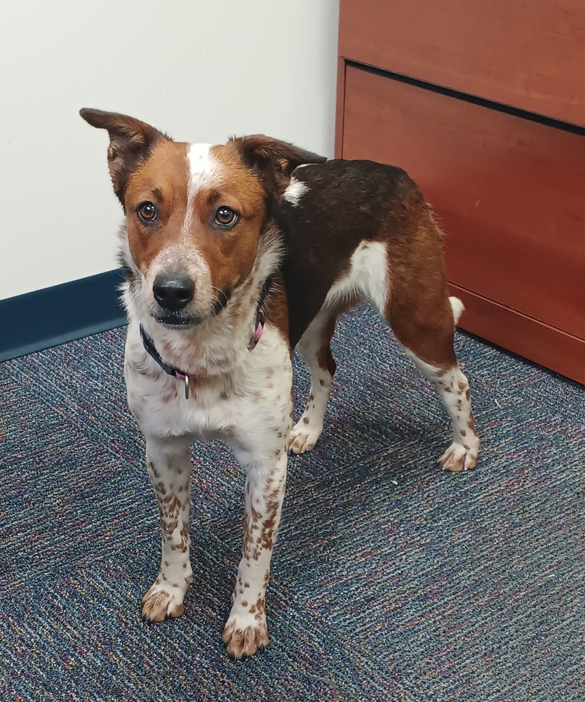 Muffin, an adoptable Australian Cattle Dog / Blue Heeler, Australian Shepherd in Albuquerque, NM, 87120 | Photo Image 1