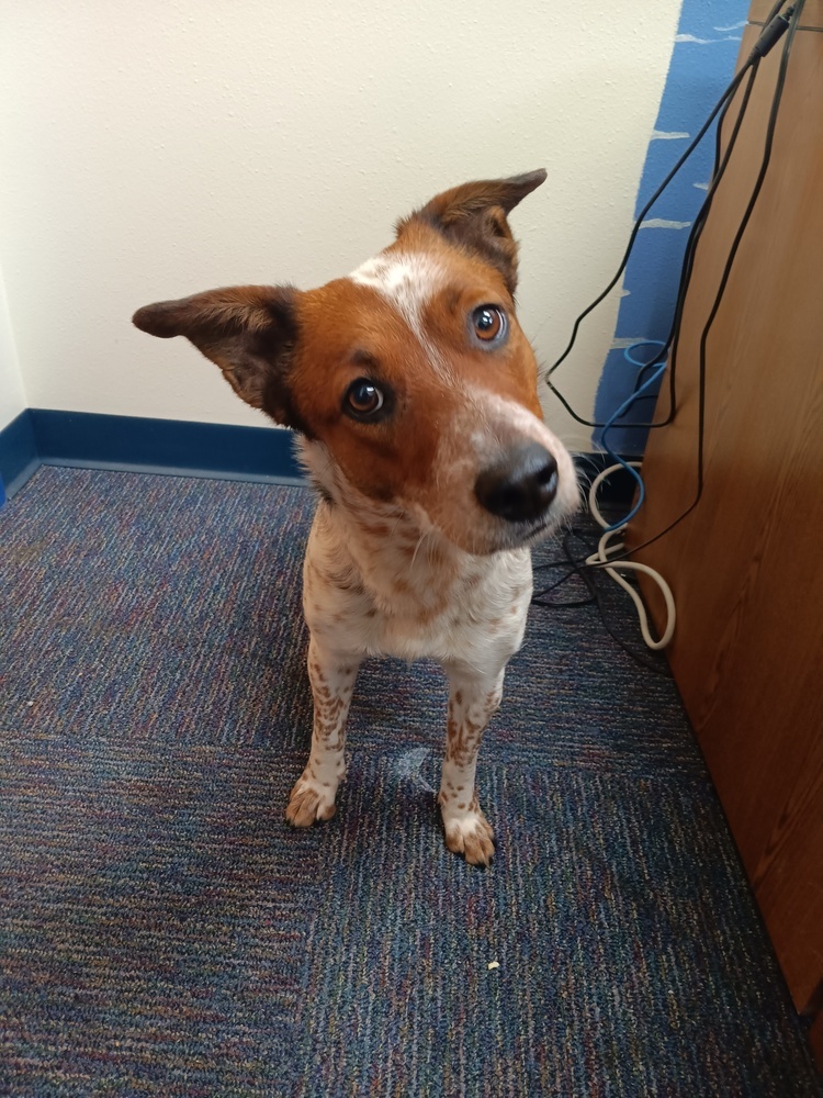 Muffin, an adoptable Australian Cattle Dog / Blue Heeler, Australian Shepherd in Albuquerque, NM, 87120 | Photo Image 2