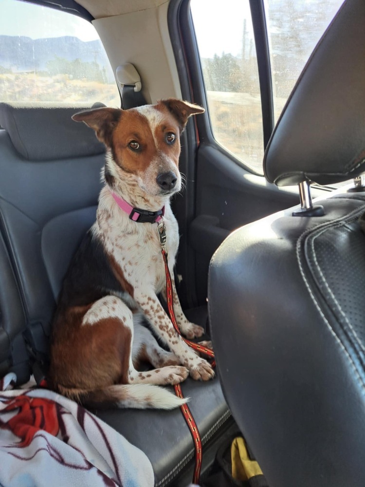 Muffin, an adoptable Australian Cattle Dog / Blue Heeler, Australian Shepherd in Albuquerque, NM, 87120 | Photo Image 3