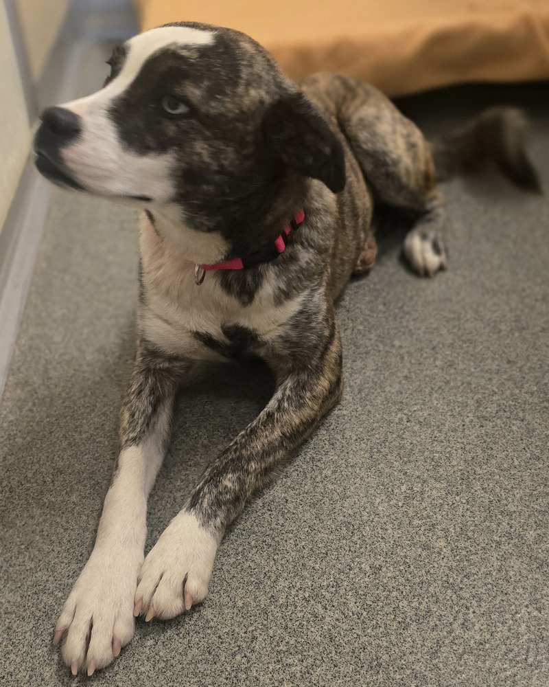 Ruffles, an adoptable Australian Cattle Dog / Blue Heeler, Boxer in Albuquerque, NM, 87120 | Photo Image 1