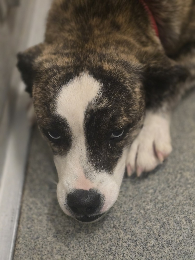 Ruffles, an adoptable Australian Cattle Dog / Blue Heeler, Boxer in Albuquerque, NM, 87120 | Photo Image 2