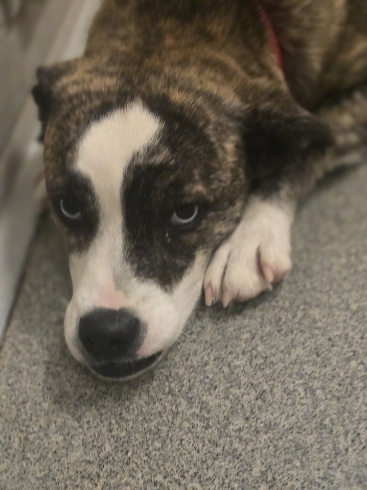 Ruffles, an adoptable Australian Cattle Dog / Blue Heeler, Boxer in Albuquerque, NM, 87120 | Photo Image 3