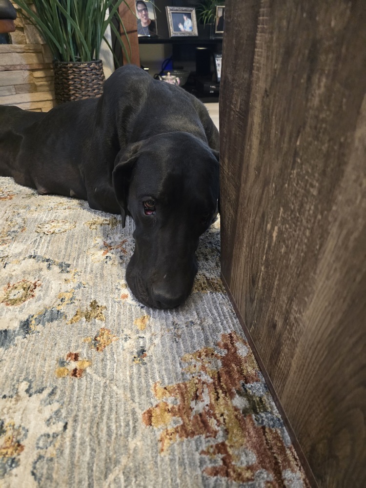 Sandra, an adoptable Great Dane in Albuquerque, NM, 87120 | Photo Image 1
