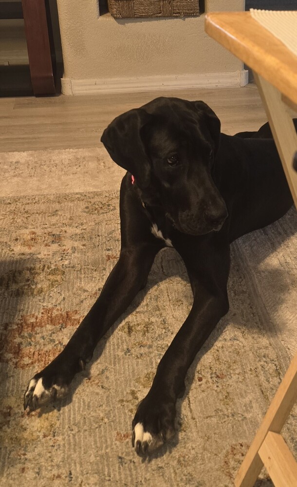 Sandra, an adoptable Great Dane in Albuquerque, NM, 87120 | Photo Image 2