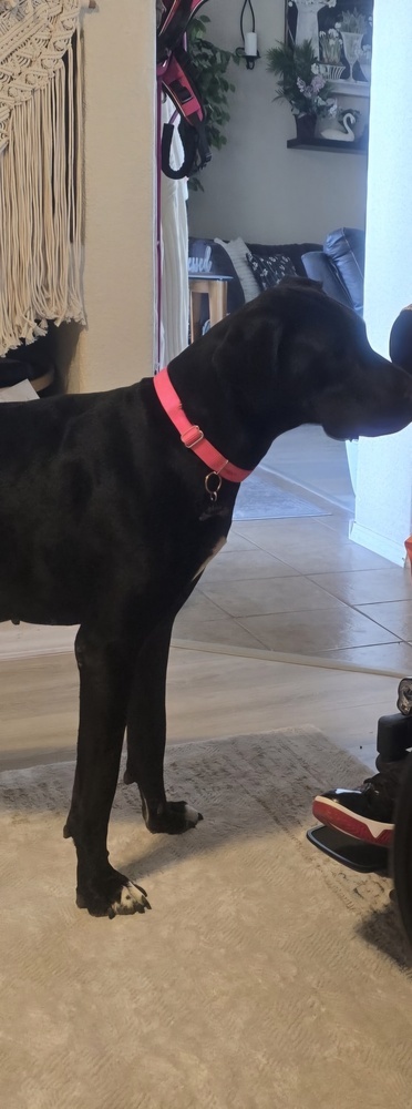 Sandra, an adoptable Great Dane in Albuquerque, NM, 87120 | Photo Image 3