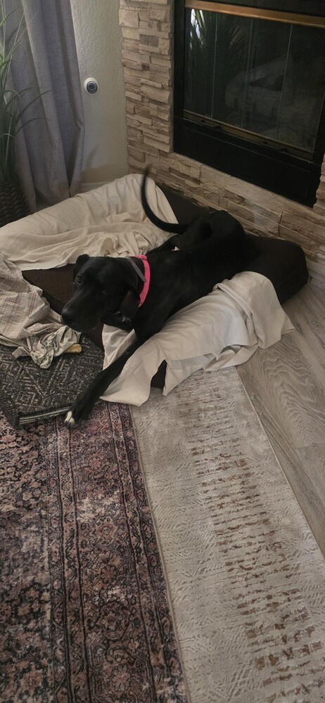 Sandra, an adoptable Great Dane in Albuquerque, NM, 87120 | Photo Image 4