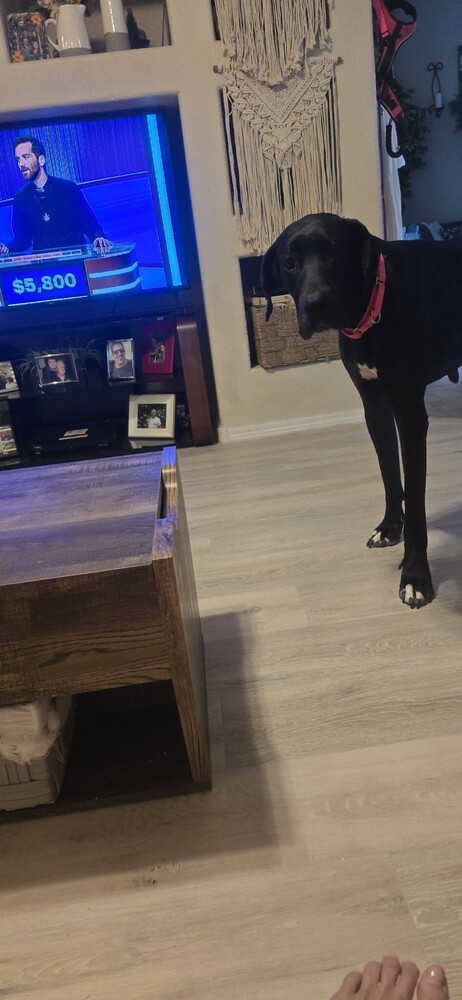 Sandra, an adoptable Great Dane in Albuquerque, NM, 87120 | Photo Image 5