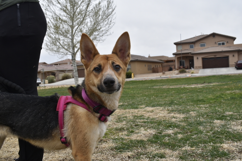 Kiki, an adoptable German Shepherd Dog in Albuquerque, NM, 87120 | Photo Image 1