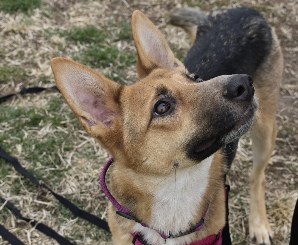 Kiki, an adoptable German Shepherd Dog in Albuquerque, NM, 87120 | Photo Image 2