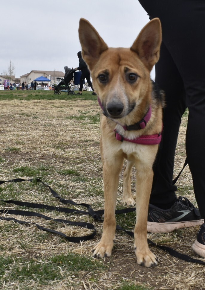 Kiki, an adoptable German Shepherd Dog in Albuquerque, NM, 87120 | Photo Image 3