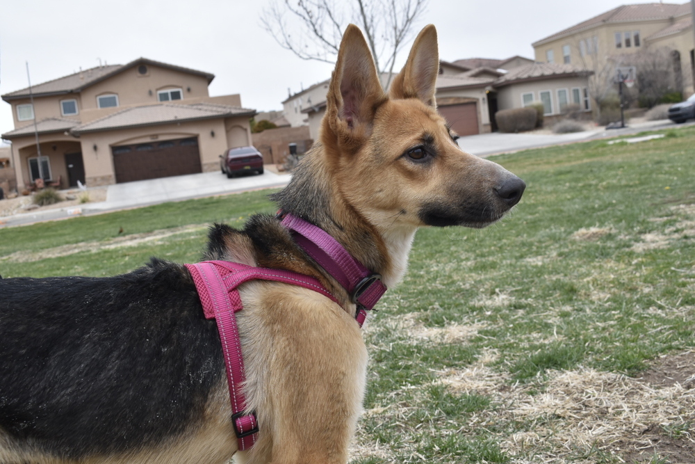 Kiki, an adoptable German Shepherd Dog in Albuquerque, NM, 87120 | Photo Image 4
