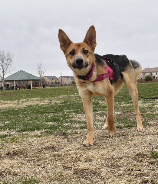 Kiki, an adoptable German Shepherd Dog in Albuquerque, NM, 87120 | Photo Image 5