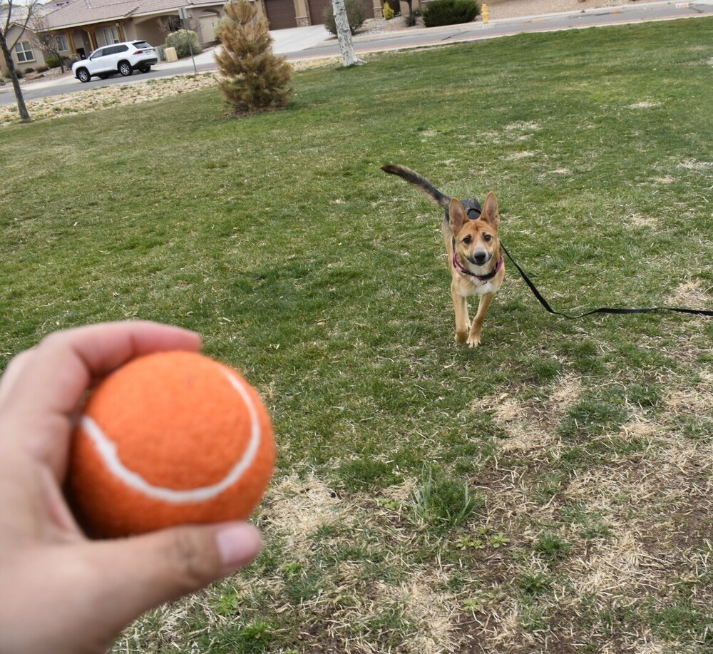 Kiki, an adoptable German Shepherd Dog in Albuquerque, NM, 87120 | Photo Image 6