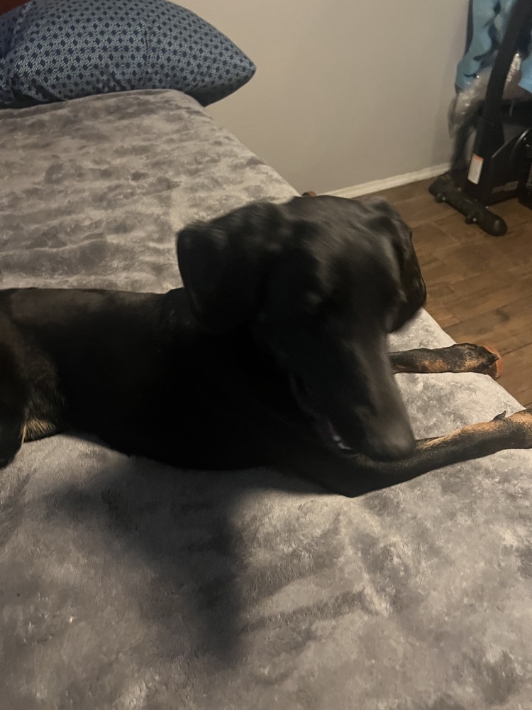 Pumkin, an adoptable Hound, Labrador Retriever in Albuquerque, NM, 87120 | Photo Image 1