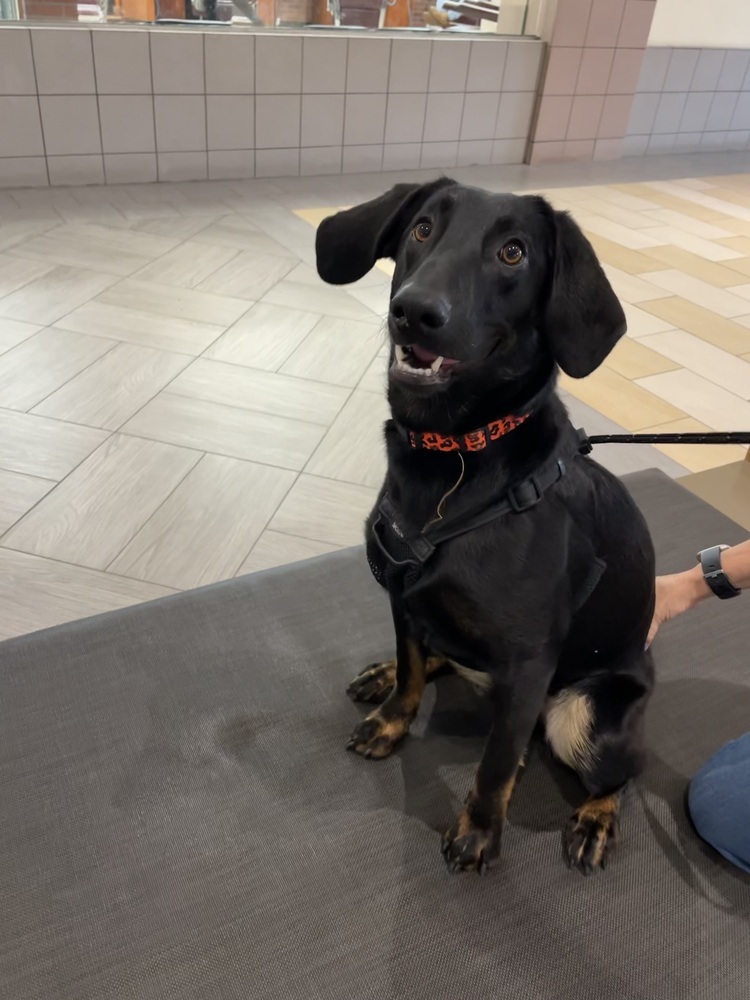 Pumkin, an adoptable Hound, Labrador Retriever in Albuquerque, NM, 87120 | Photo Image 2