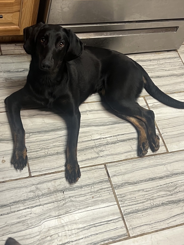 Pumkin, an adoptable Hound, Labrador Retriever in Albuquerque, NM, 87120 | Photo Image 3