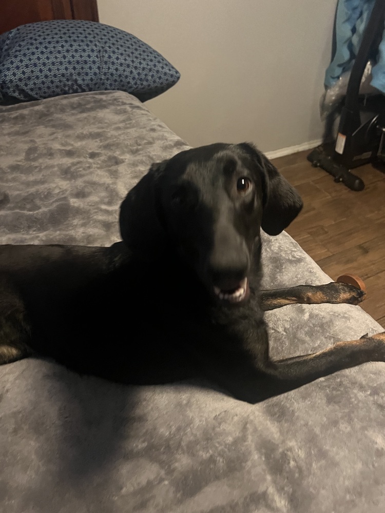 Pumkin, an adoptable Hound, Labrador Retriever in Albuquerque, NM, 87120 | Photo Image 4